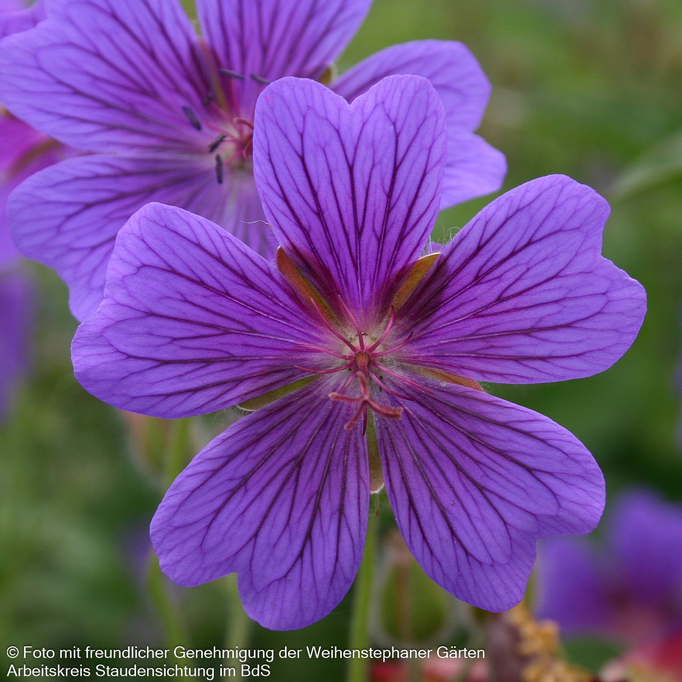 Prächtiger Storchschnabel (Geranium x magnificum)
