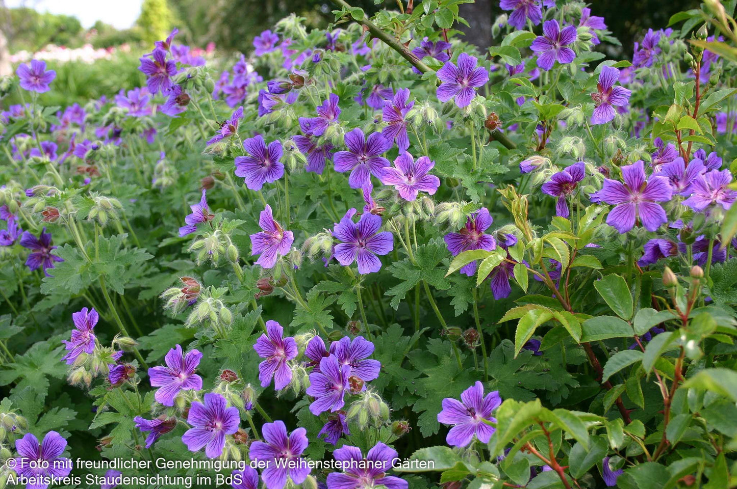 Prächtiger Storchschnabel (Geranium x magnificum)