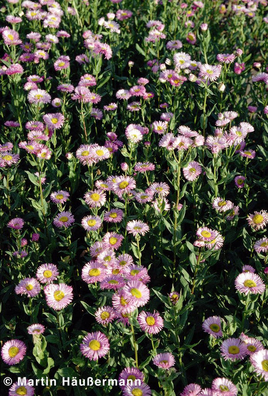 Prächtiges Berufkraut 'Rosa Juwel' (Erigeron speciosus)
