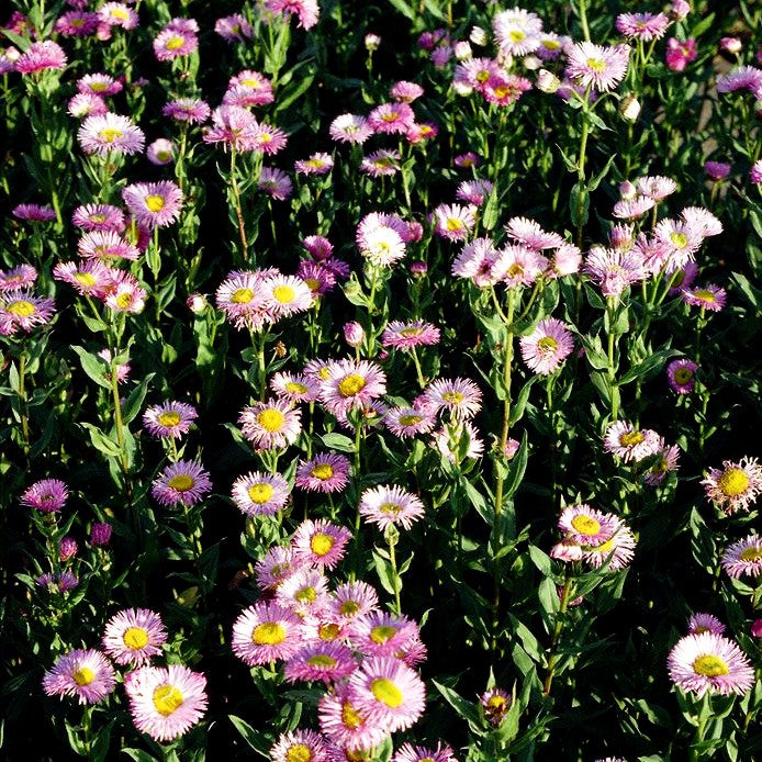 Prächtiges Berufkraut 'Rosa Juwel' (Erigeron speciosus)