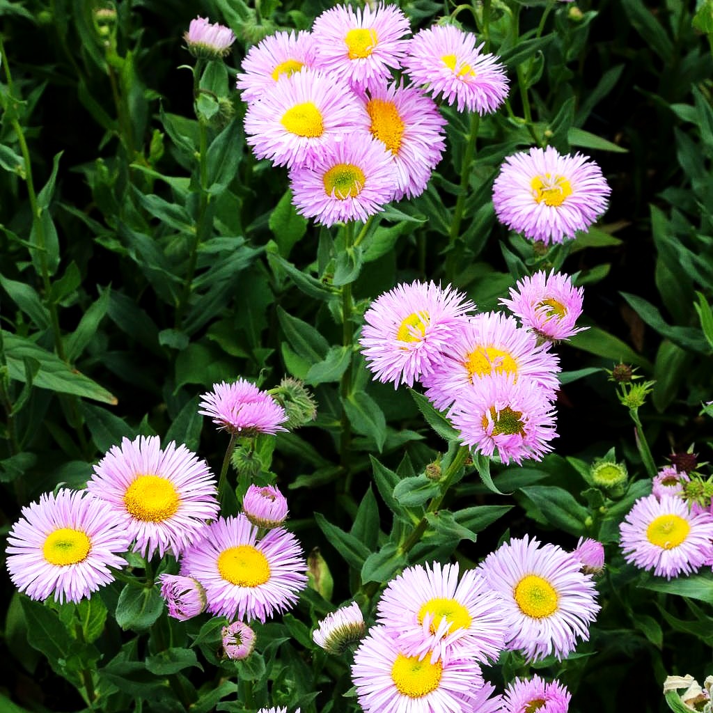 Prächtiges Berufkraut 'Rosa Juwel' (Erigeron speciosus)
