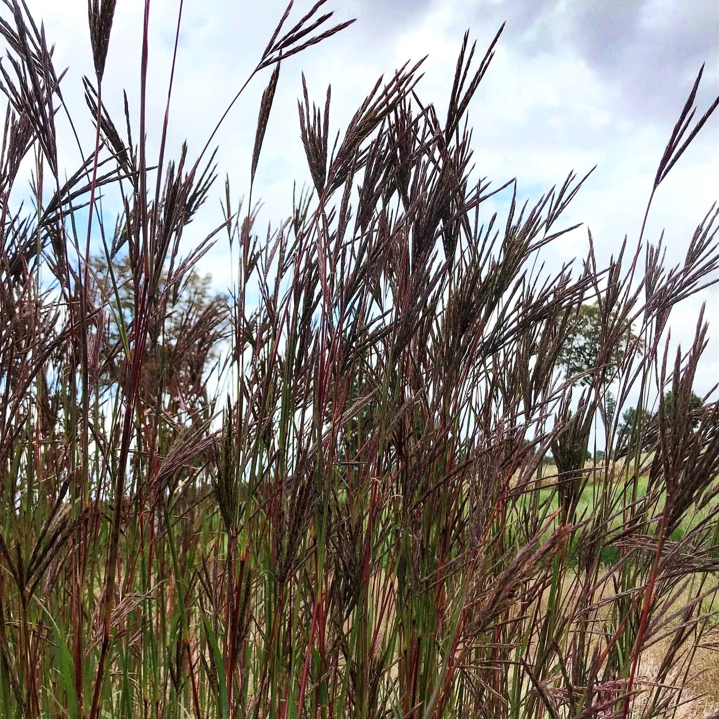 Prärie-Bartgras 'JS Purple Konza' (Andropogon hallii)