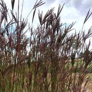 Prärie-Bartgras 'JS Purple Konza' (Andropogon hallii)