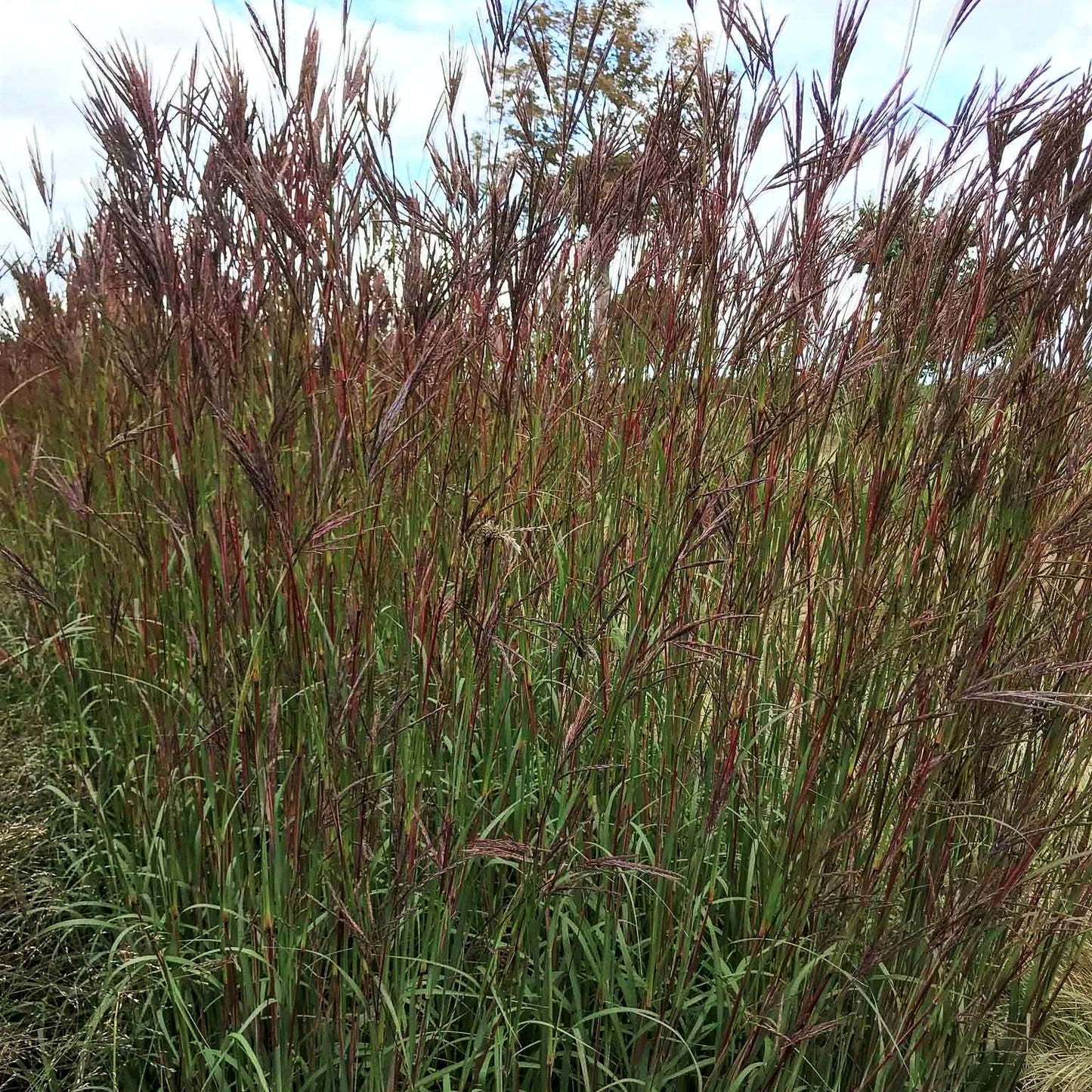 Prärie-Bartgras 'JS Purple Konza' (Andropogon hallii)