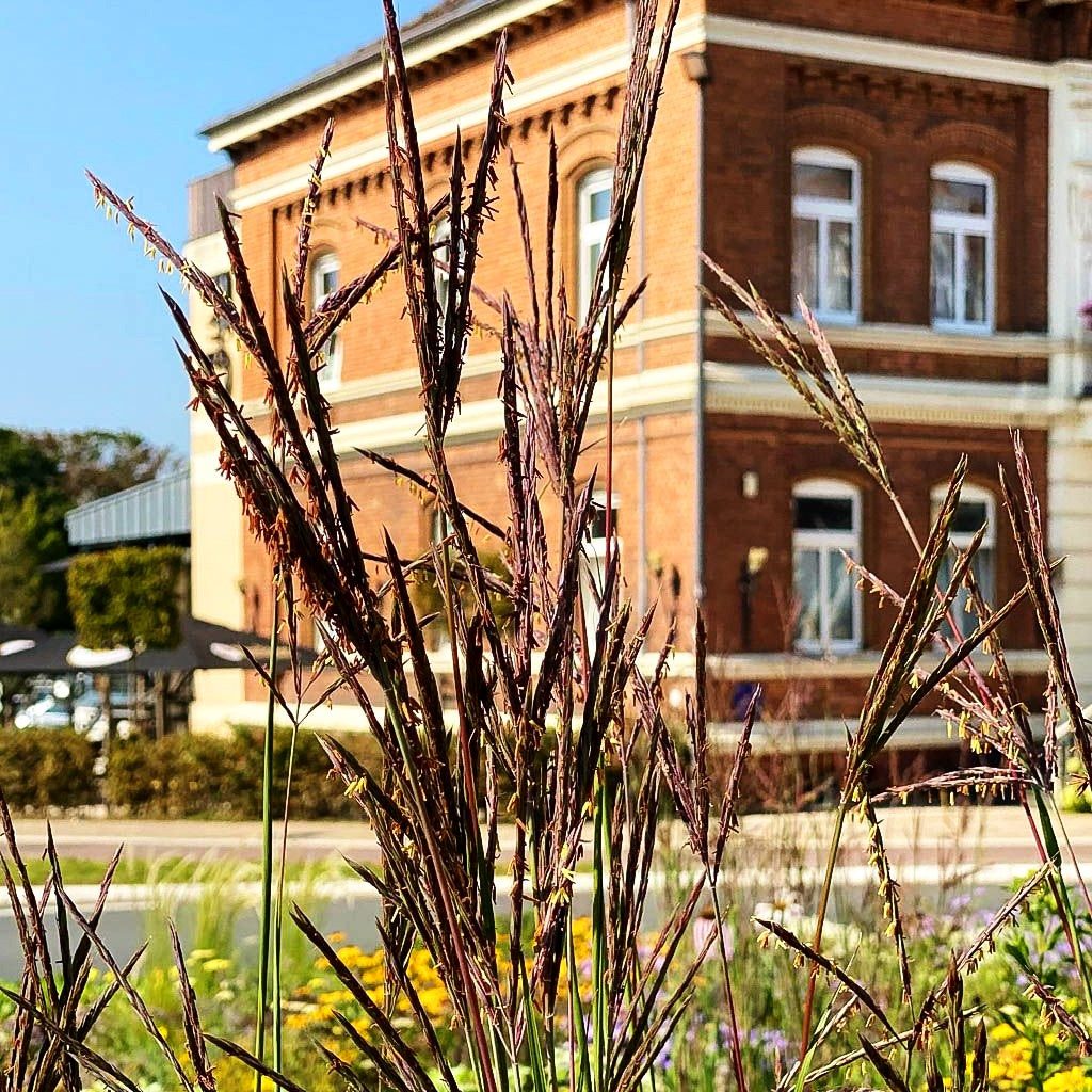Prärie-Bartgras 'JS Purple Konza' (Andropogon hallii)