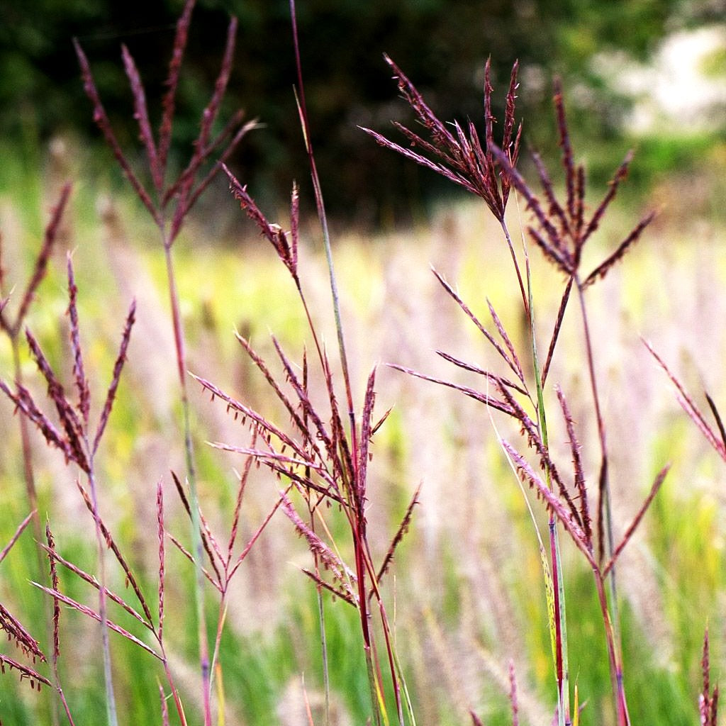 Prärie-Bartgras 'JS Purple Konza' (Andropogon hallii)