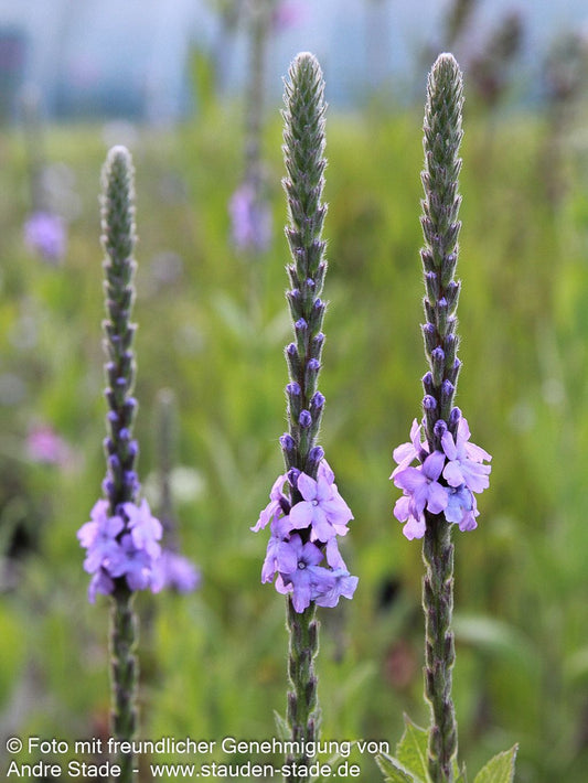 Prärie-Eisenkraut (Verbena stricta)