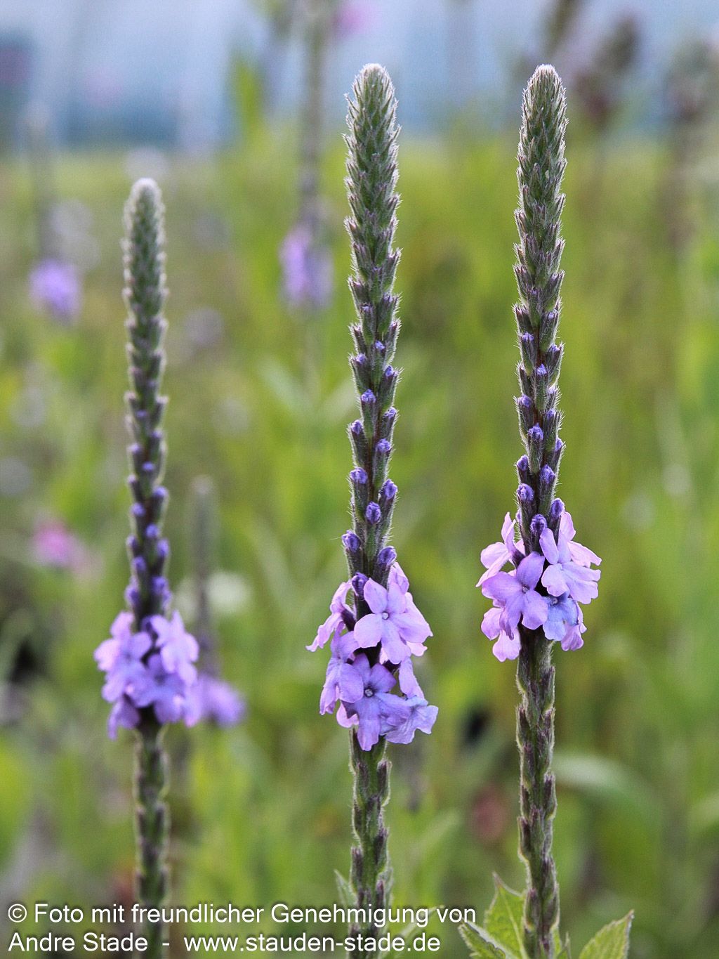 Prärie-Eisenkraut (Verbena stricta)