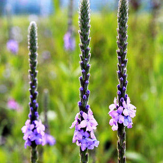 Prärie-Eisenkraut (Verbena stricta)