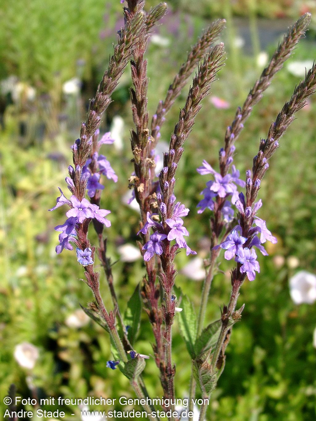 Prärie-Eisenkraut (Verbena stricta)