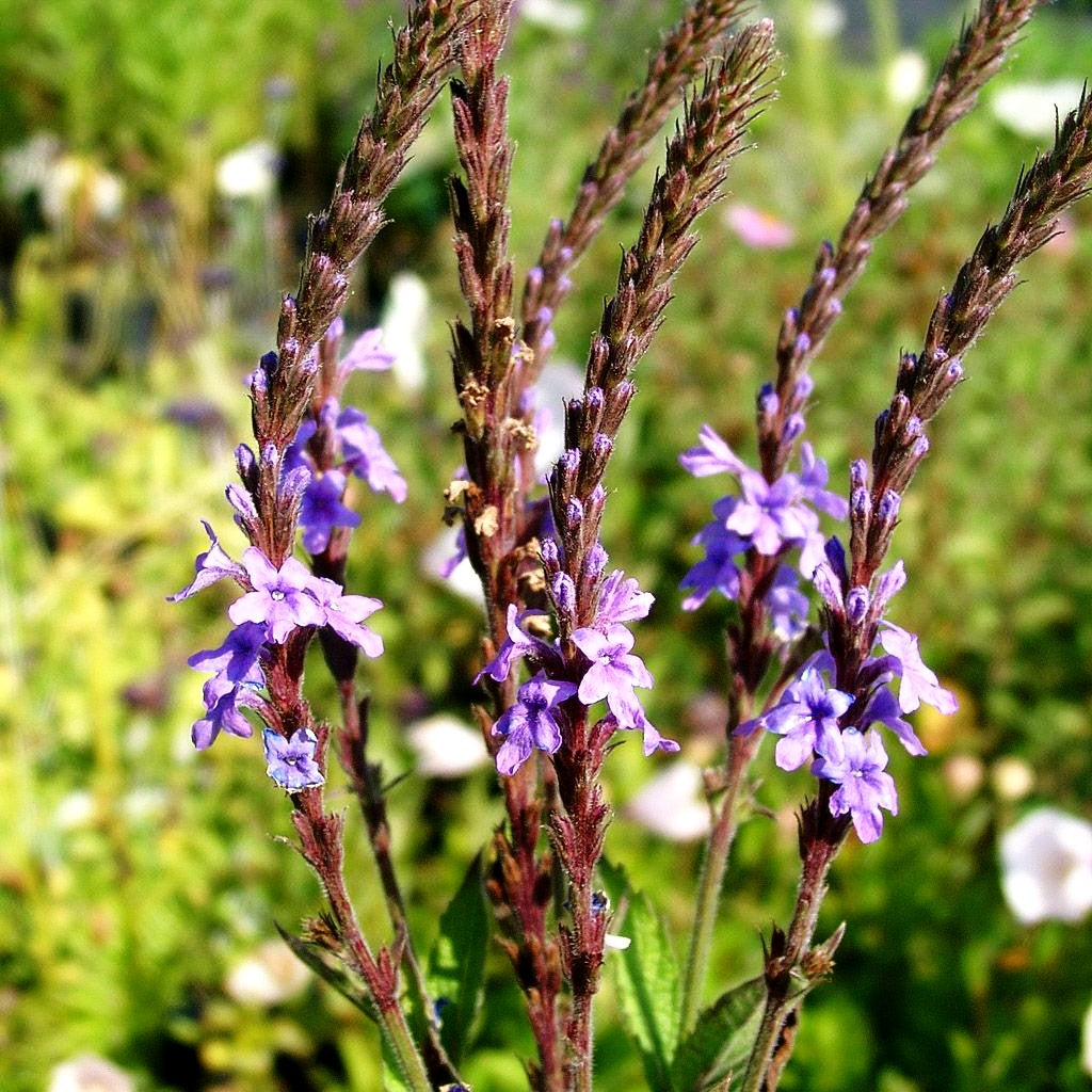 Prärie-Eisenkraut (Verbena stricta)