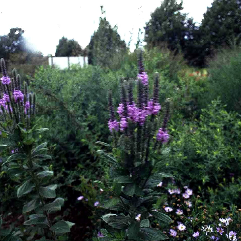 Prärie-Eisenkraut (Verbena stricta)