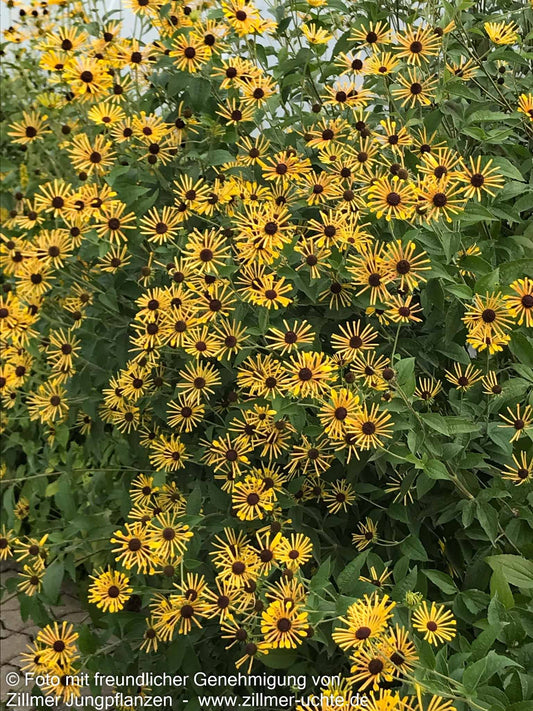 Prärie-Sonnenhut 'Henry Eilers' (Rudbeckia subtomentosa)