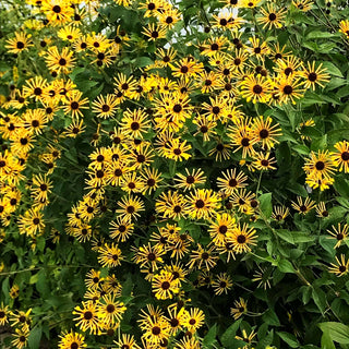 Prärie-Sonnenhut 'Henry Eilers' (Rudbeckia subtomentosa)