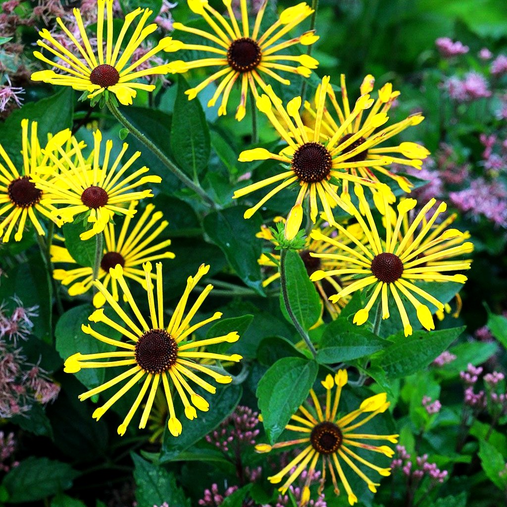 Prärie-Sonnenhut 'Henry Eilers' (Rudbeckia subtomentosa)