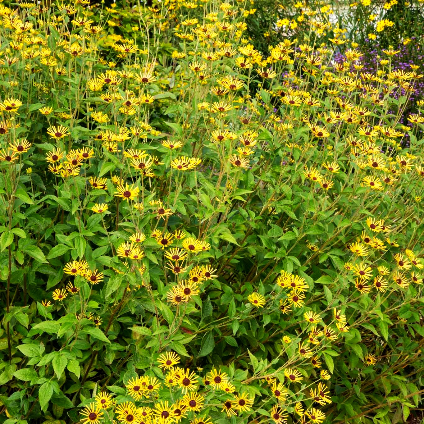 Prärie-Sonnenhut 'Henry Eilers' (Rudbeckia subtomentosa)