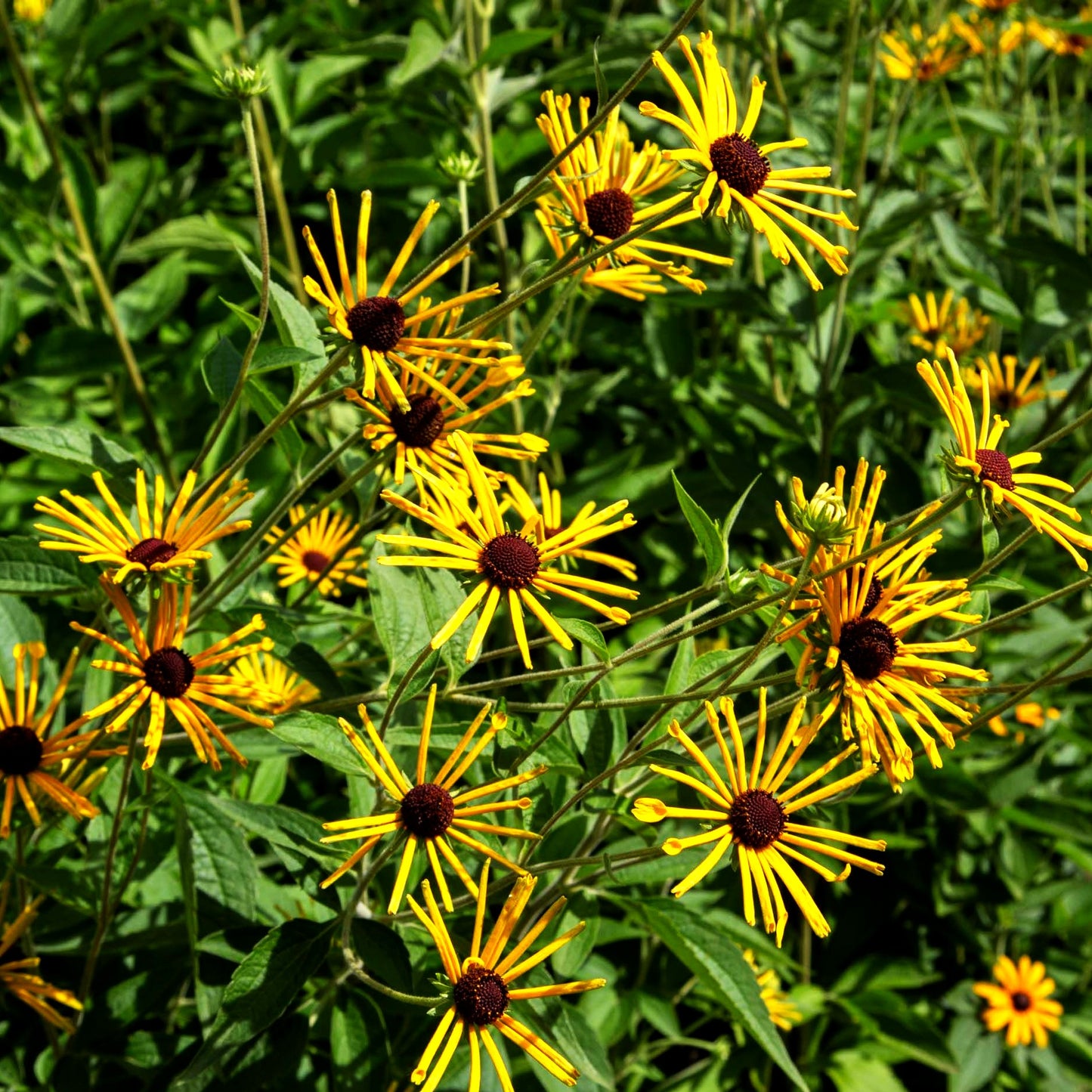 Prärie-Sonnenhut 'Henry Eilers' (Rudbeckia subtomentosa)