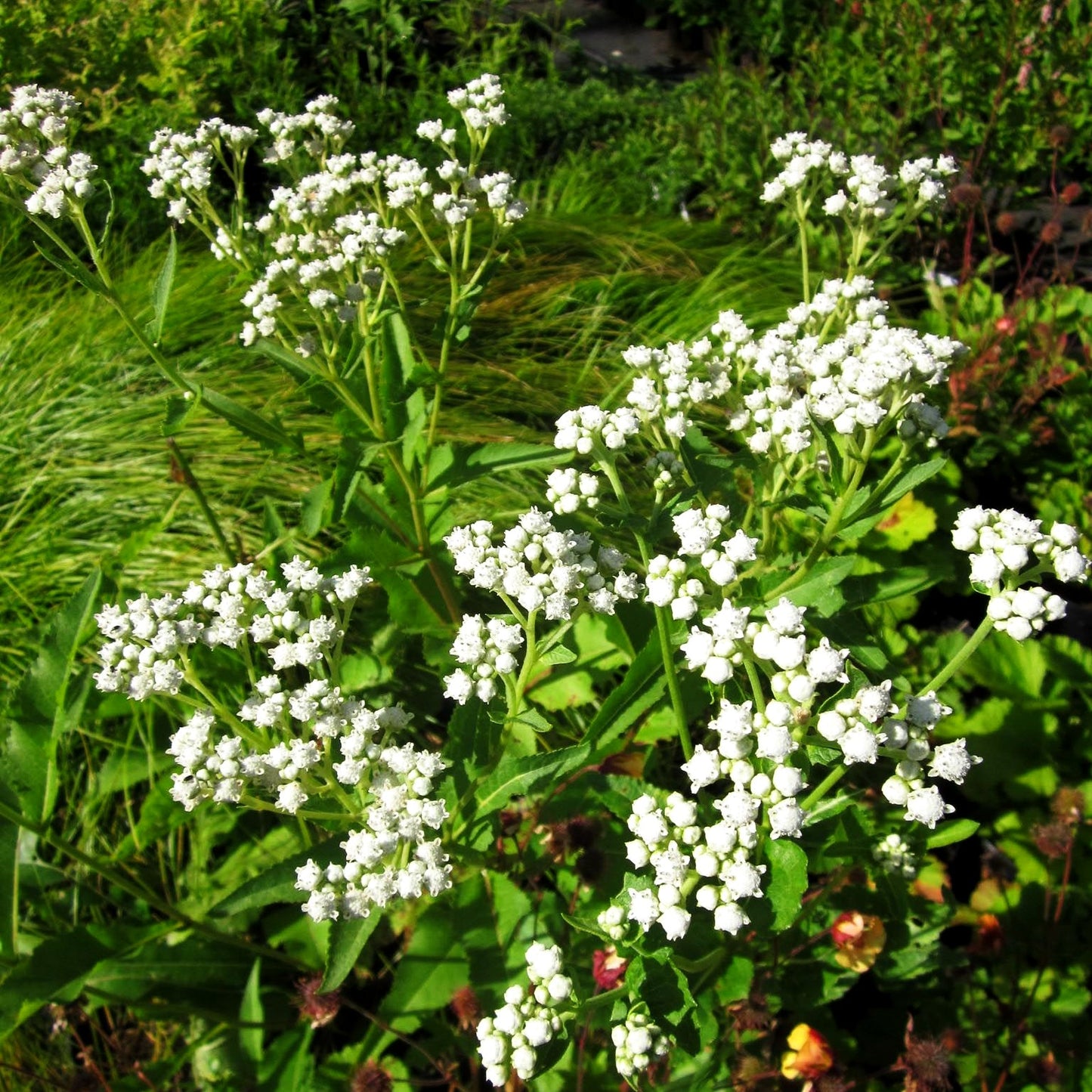 Prärieampfer (Parthenium integrifolium)
