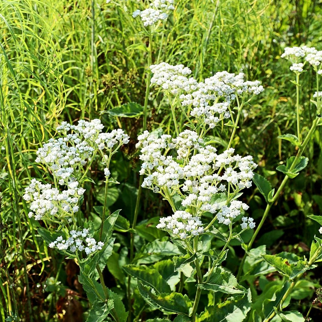 Prärieampfer (Parthenium integrifolium)