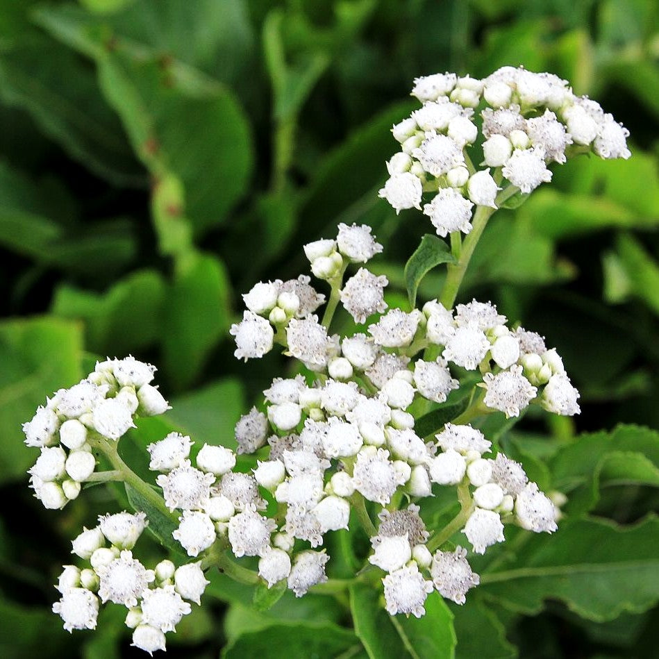 Prärieampfer (Parthenium integrifolium)