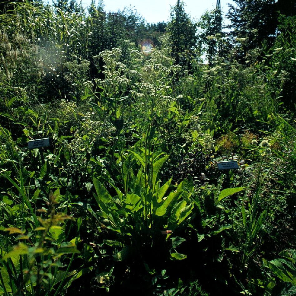 Prärieampfer (Parthenium integrifolium)