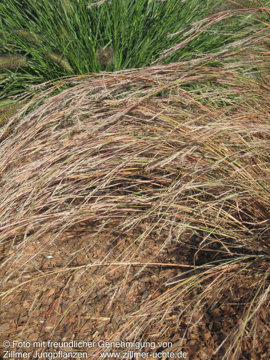 Präriegras 'Wildwest' (Schizachyrium scoparium)