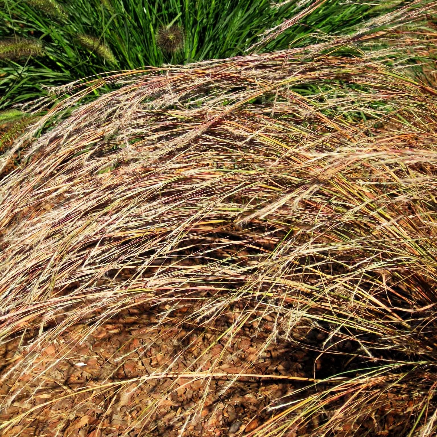 Präriegras 'Wildwest' (Schizachyrium scoparium)