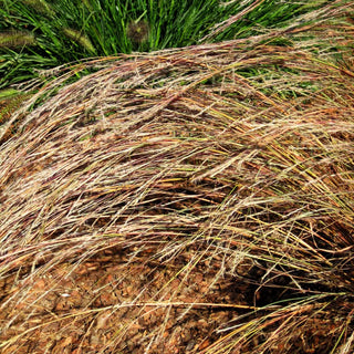 Präriegras 'Wildwest' (Schizachyrium scoparium)