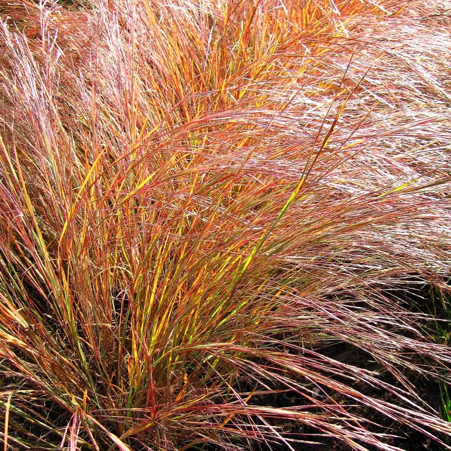 Präriegras 'Wildwest' (Schizachyrium scoparium)