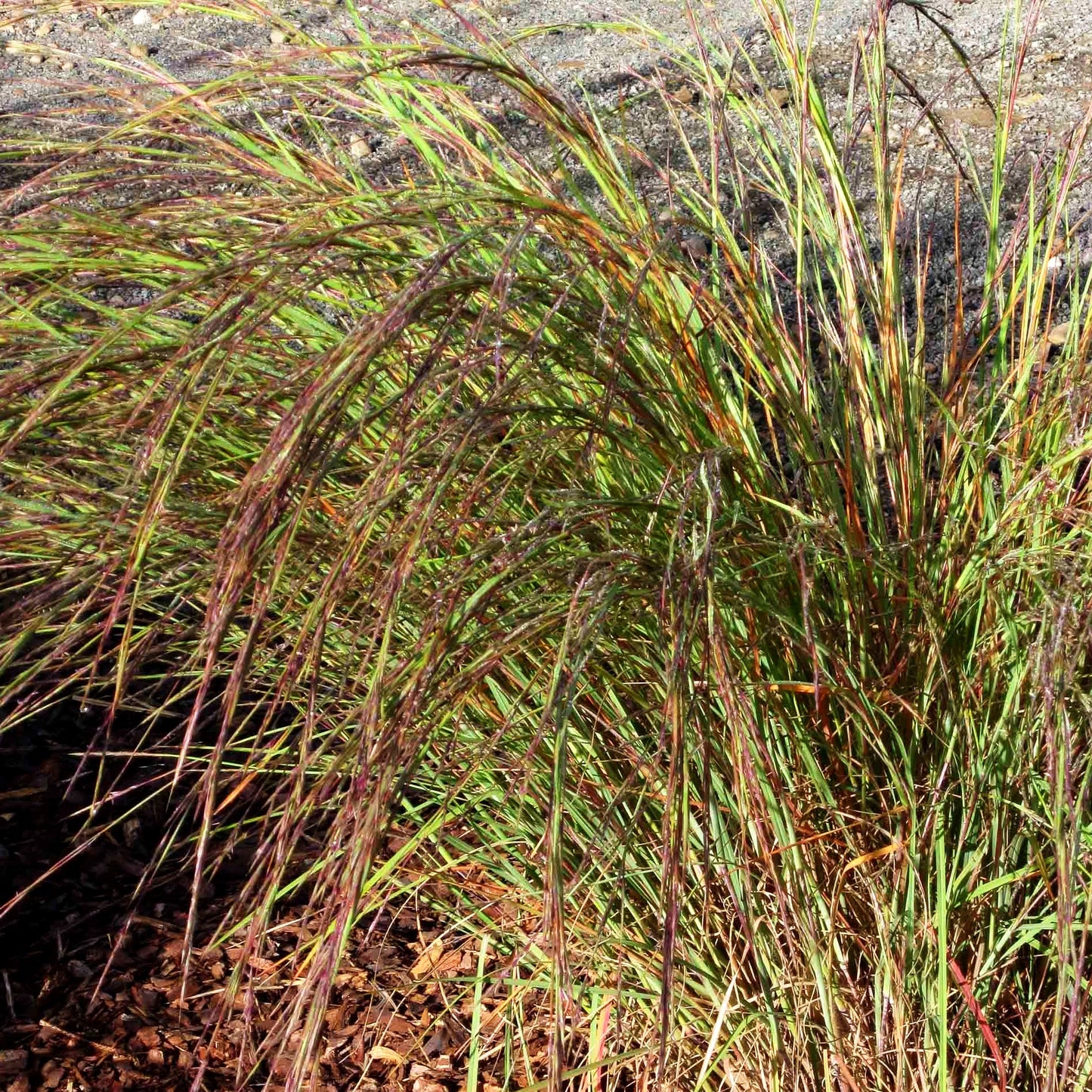 Präriegras 'Wildwest' (Schizachyrium scoparium)