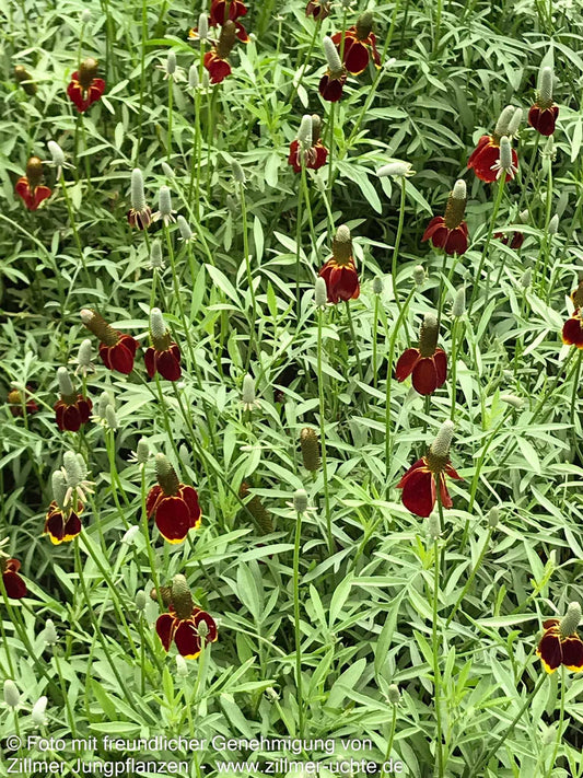 Präriesonnenhut 'Red Midget' (Ratibida columnifera)