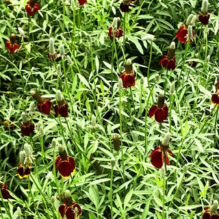 Präriesonnenhut 'Red Midget' (Ratibida columnifera)