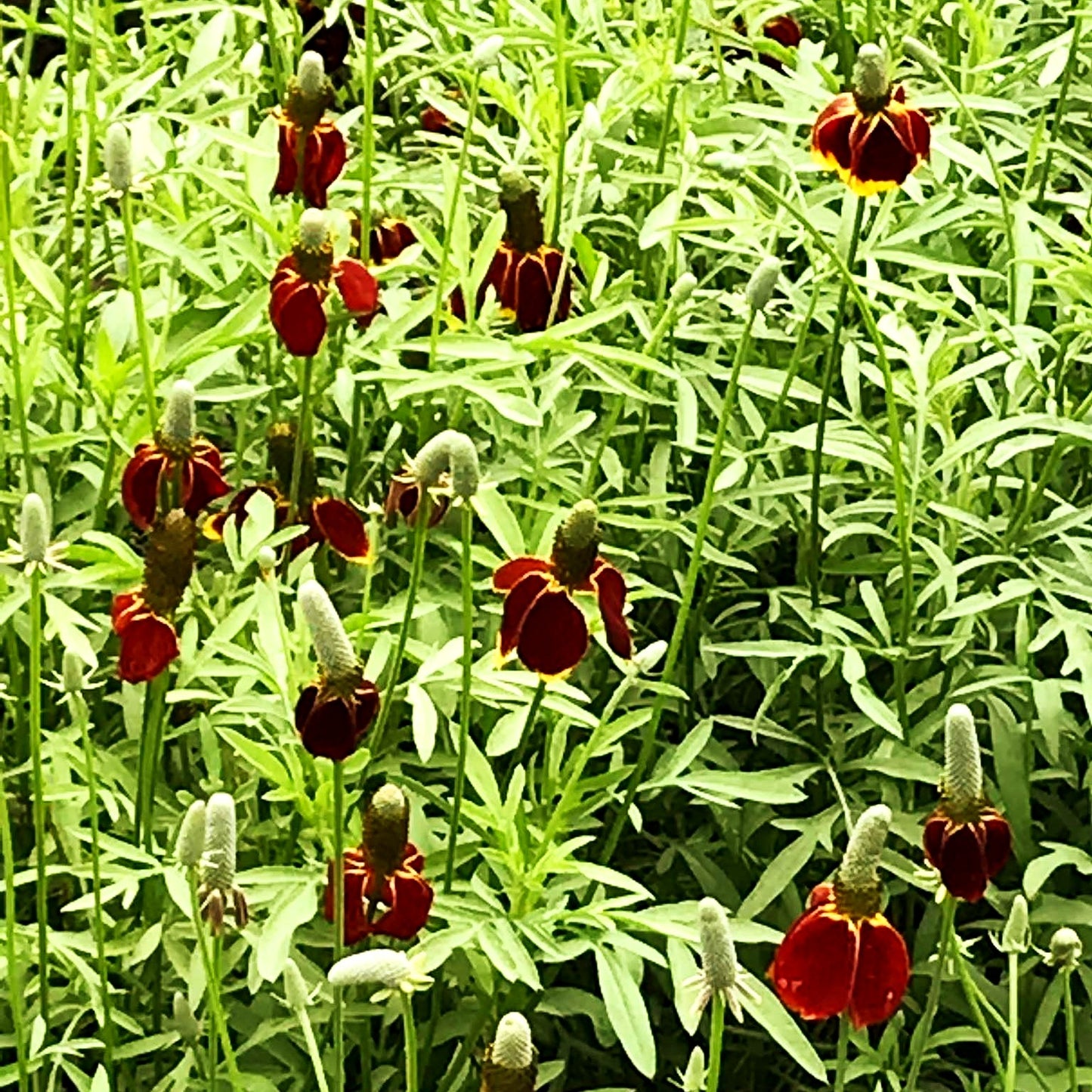 Präriesonnenhut 'Red Midget' (Ratibida columnifera)