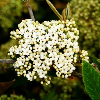 Prager Schneeball 'Pragense' (Viburnum x cult.)