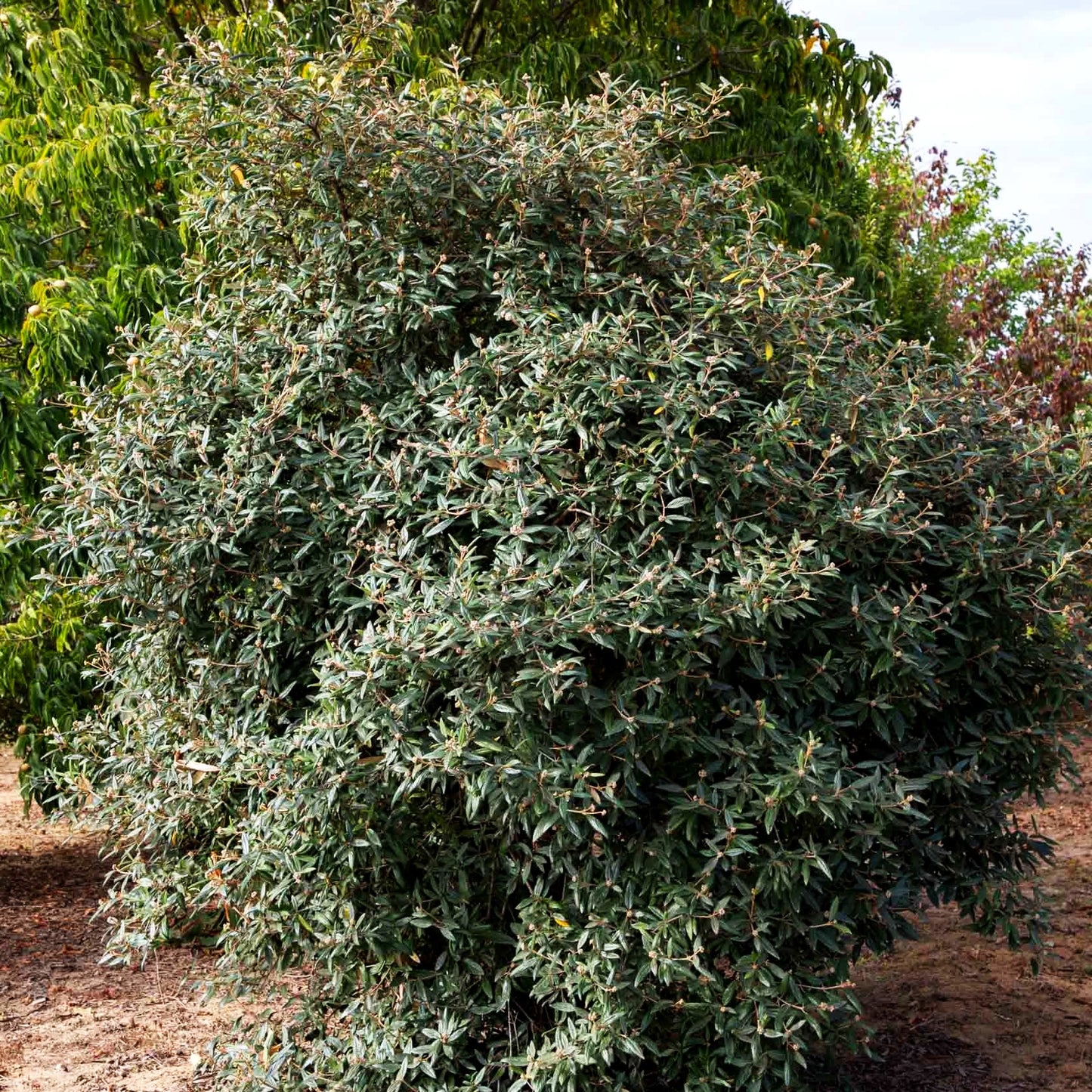 Prager Schneeball 'Pragense' (Viburnum x cult.)