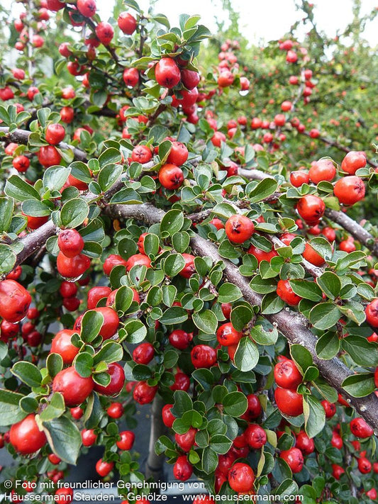 Preiselbeer-Zwergmispel 'Blackburn' (Cotoneaster apiculatus)