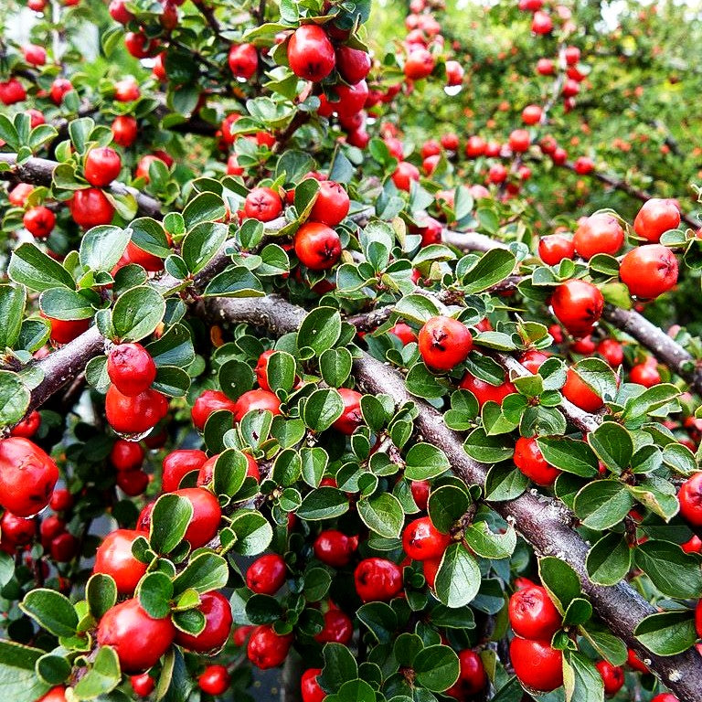 Preiselbeer-Zwergmispel 'Blackburn' (Cotoneaster apiculatus)