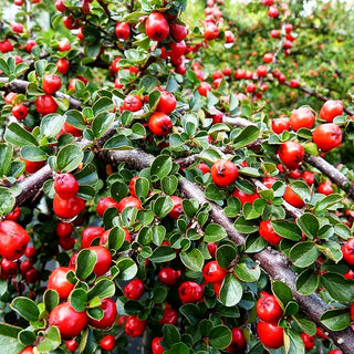 Preiselbeer-Zwergmispel 'Blackburn' (Cotoneaster apiculatus)