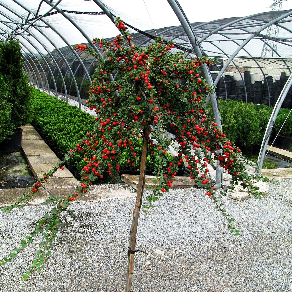 Preiselbeer-Zwergmispel 'Blackburn' (Cotoneaster apiculatus)