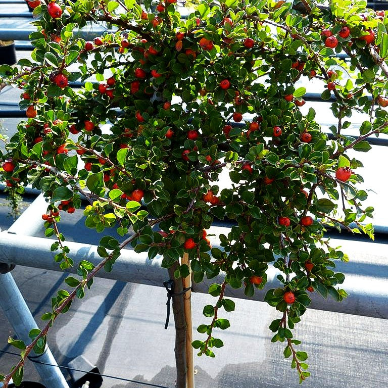 Preiselbeer-Zwergmispel 'Blackburn' (Cotoneaster apiculatus)
