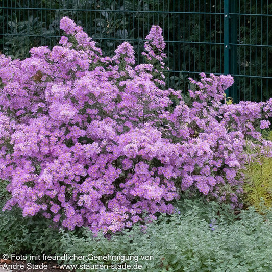 Pringleis Myrten-Aster 'Pink Star' (Aster pringlei)
