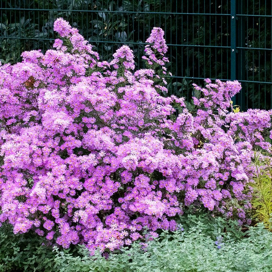 Pringleis Myrten-Aster 'Pink Star' (Aster pringlei)