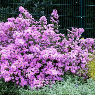 Pringleis Myrten-Aster 'Pink Star' (Aster pringlei)