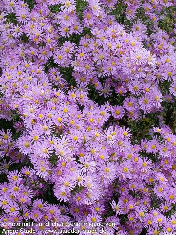 Pringleis Myrten-Aster 'Pink Star' (Aster pringlei)