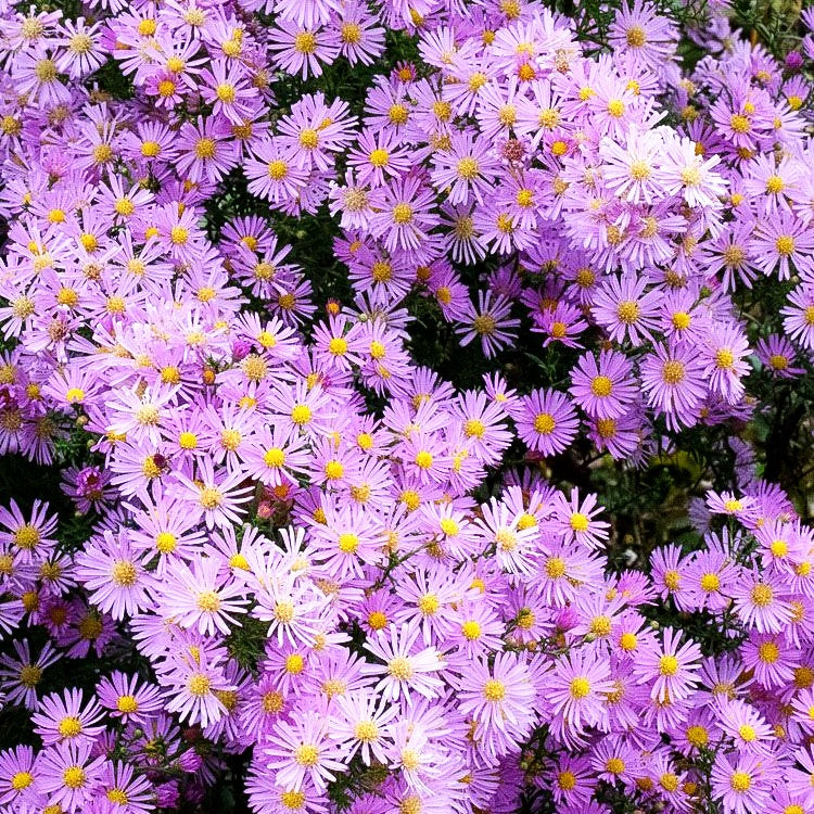 Pringleis Myrten-Aster 'Pink Star' (Aster pringlei)