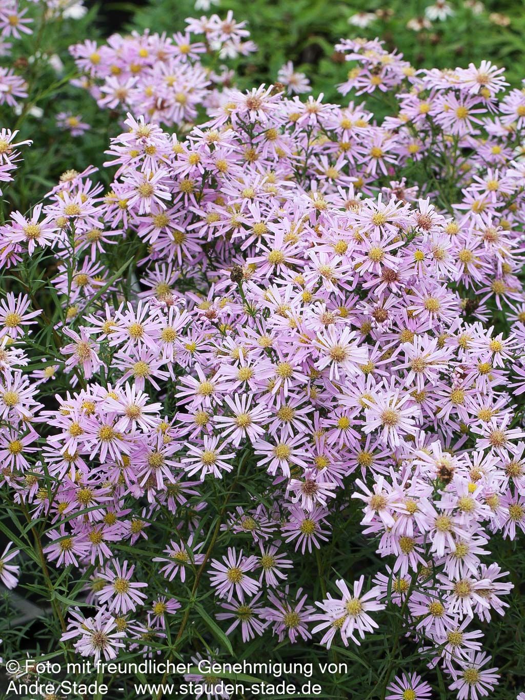 Pringleis Myrten-Aster 'Pink Star' (Aster pringlei)