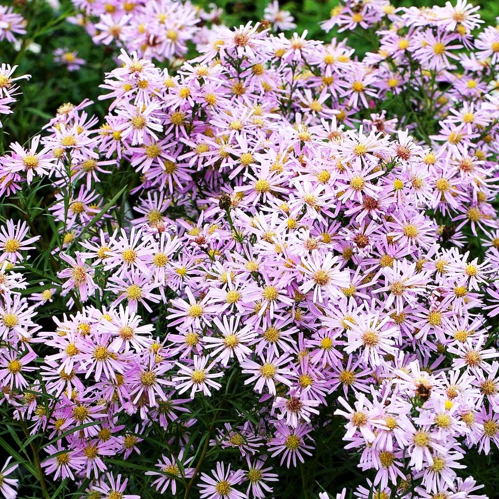 Pringleis Myrten-Aster 'Pink Star' (Aster pringlei)