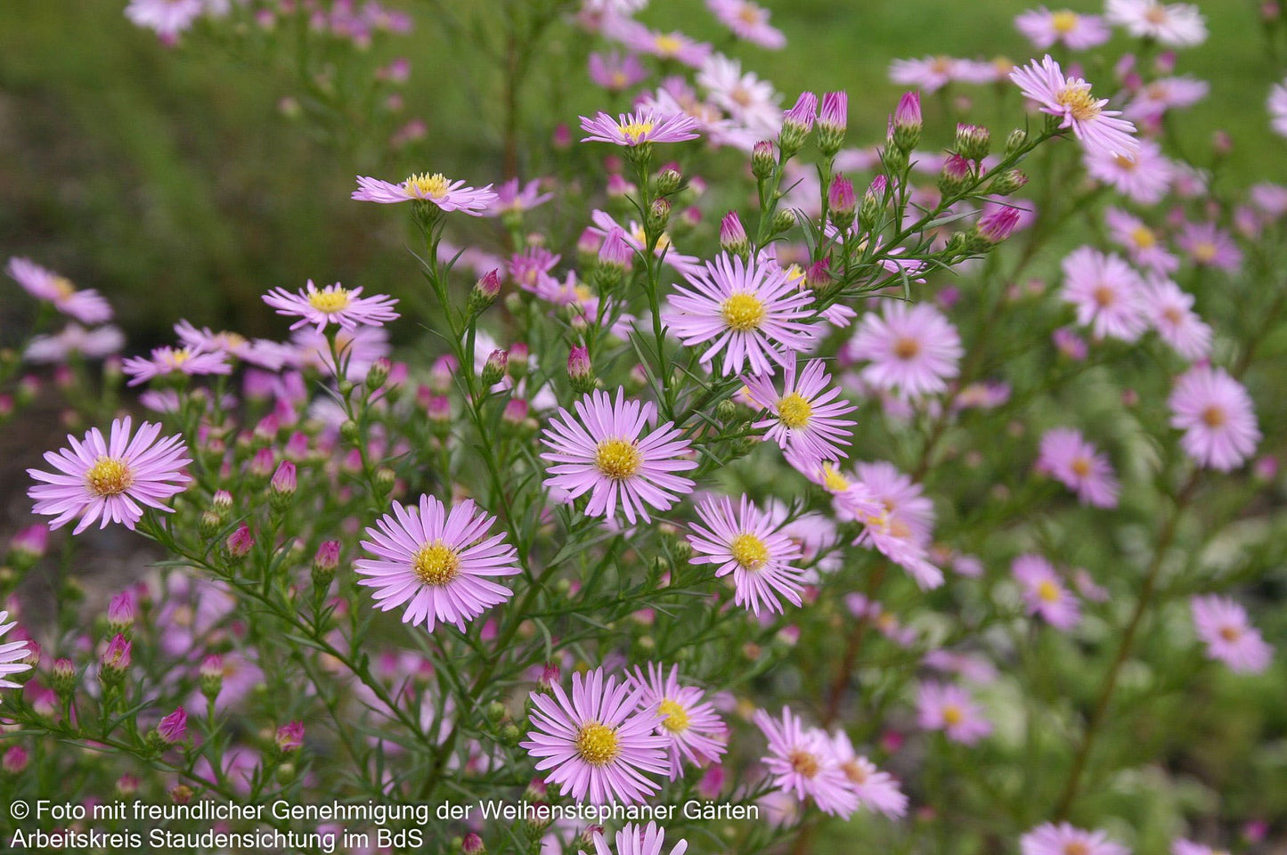 Pringleis Myrten-Aster 'Pink Star' (Aster pringlei)