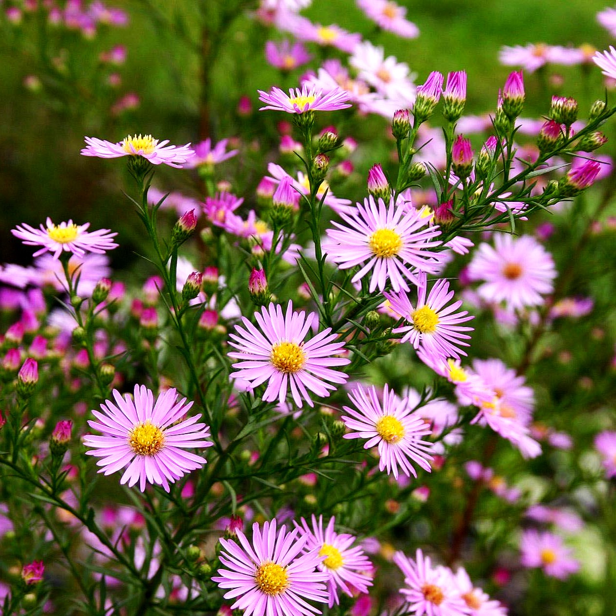 Pringleis Myrten-Aster 'Pink Star' (Aster pringlei)