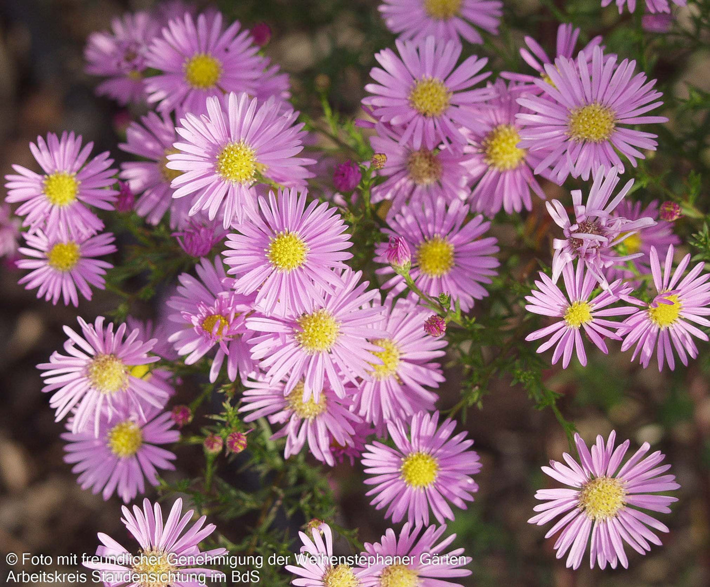 Pringleis Myrten-Aster 'Pink Star' (Aster pringlei)